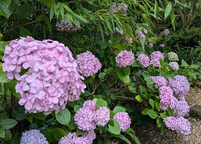 Guest house Eliane - Parking Prive Etretat